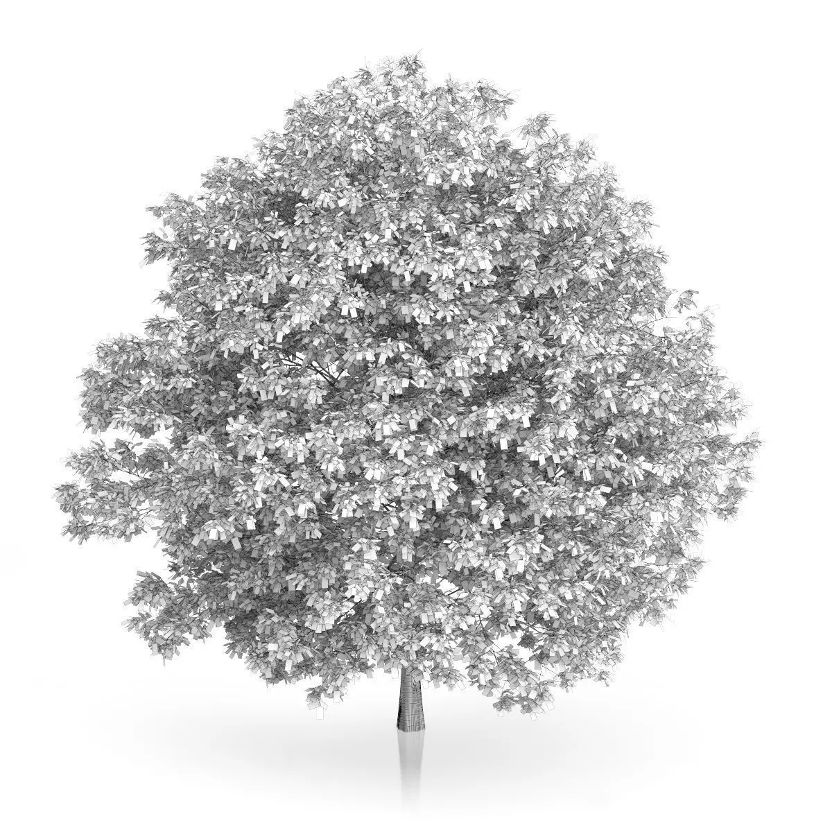 Common Hornbeam Tree Carpinus betulus 3D model_3