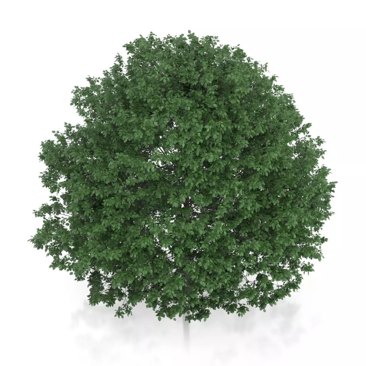 Common Hornbeam Tree Carpinus betulus 3D model_4