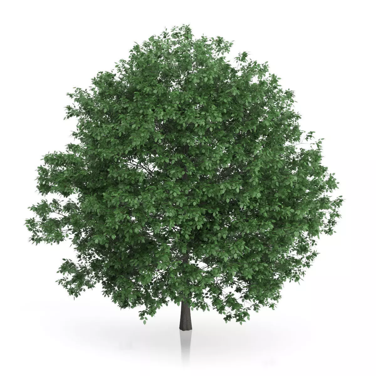 Common Hornbeam Tree Carpinus betulus 3D model_2