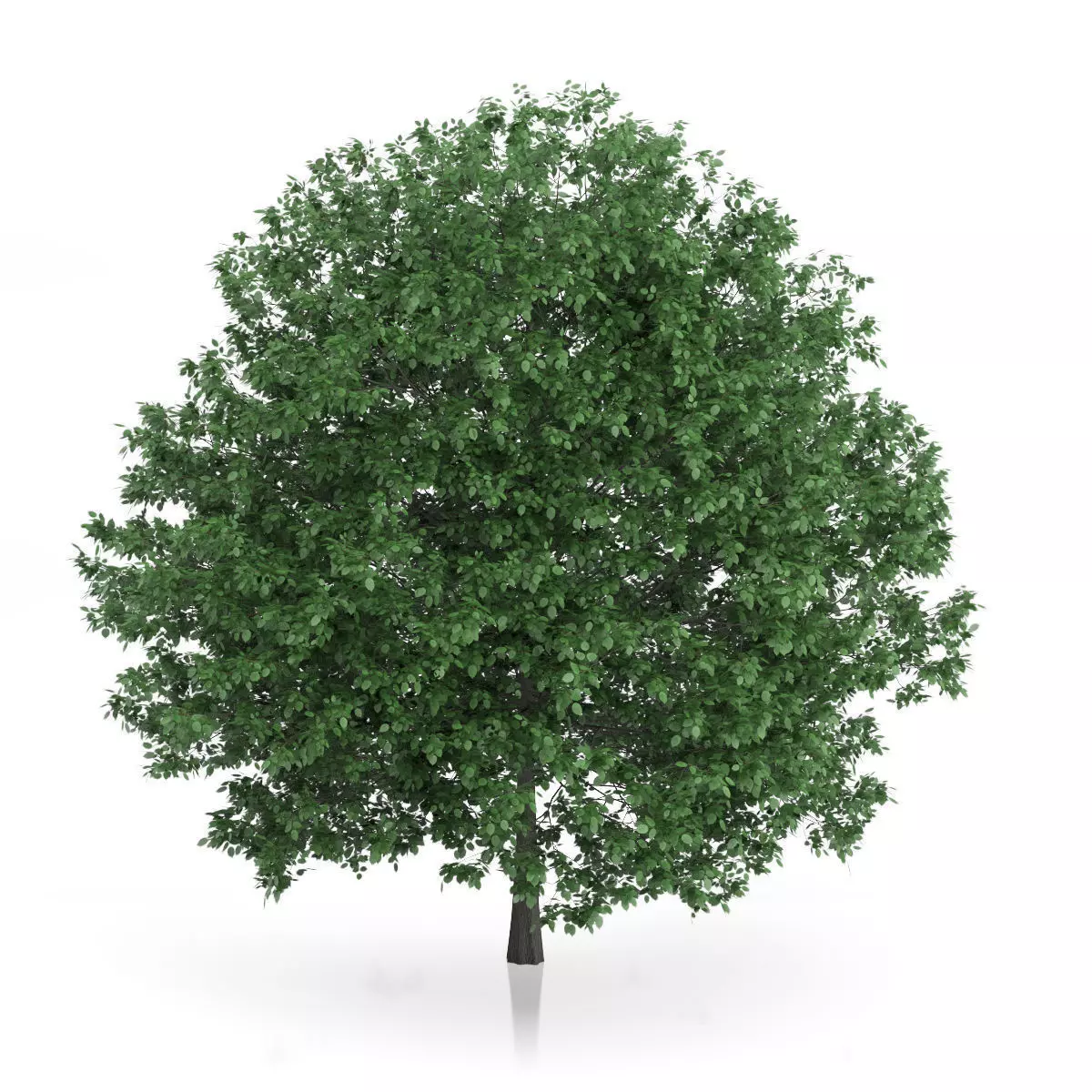 Common Hornbeam Tree Carpinus betulus 3D model_0