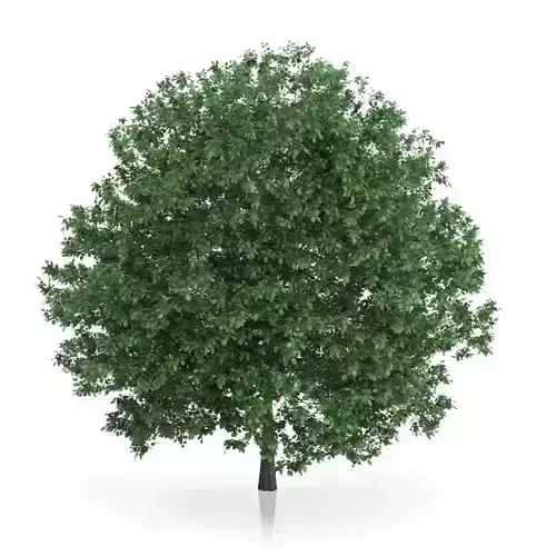 Common Hornbeam Tree Carpinus betulus 3D model