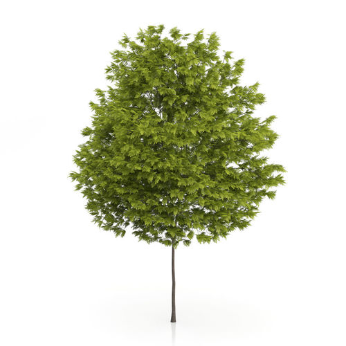 Honey Locust Tree Gleditsia triacanthos 3D model