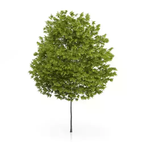 Honey Locust Tree Gleditsia triacanthos 3D model