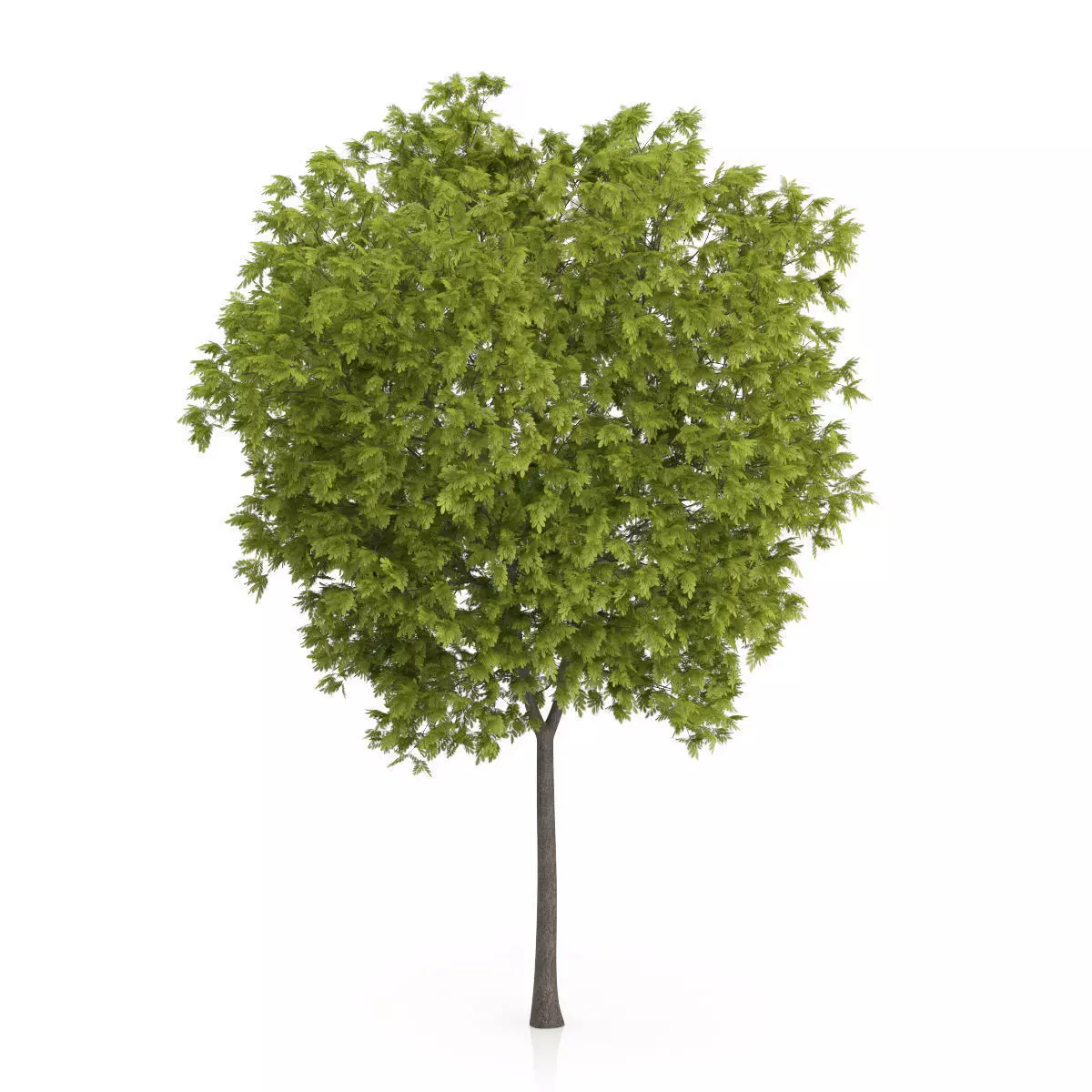 Honey Locust Tree Gleditsia triacanthos 3D model
