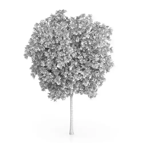 Honey Locust Tree Gleditsia triacanthos