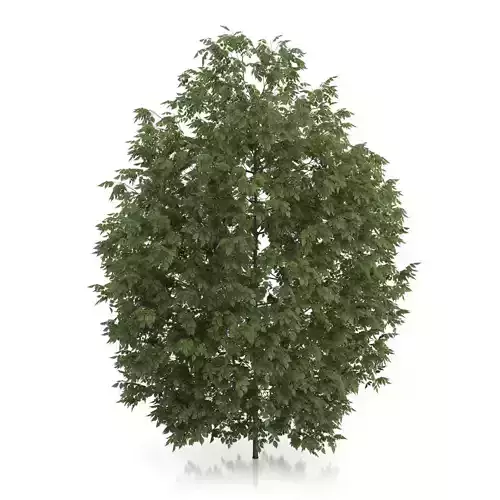 Hackberry Tree Prunus padus 3D model