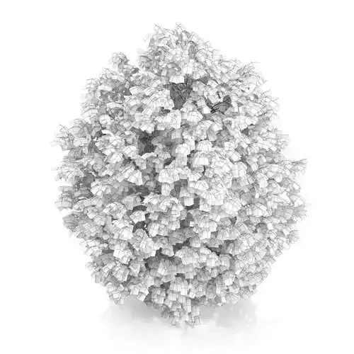 Hackberry Tree Prunus padus