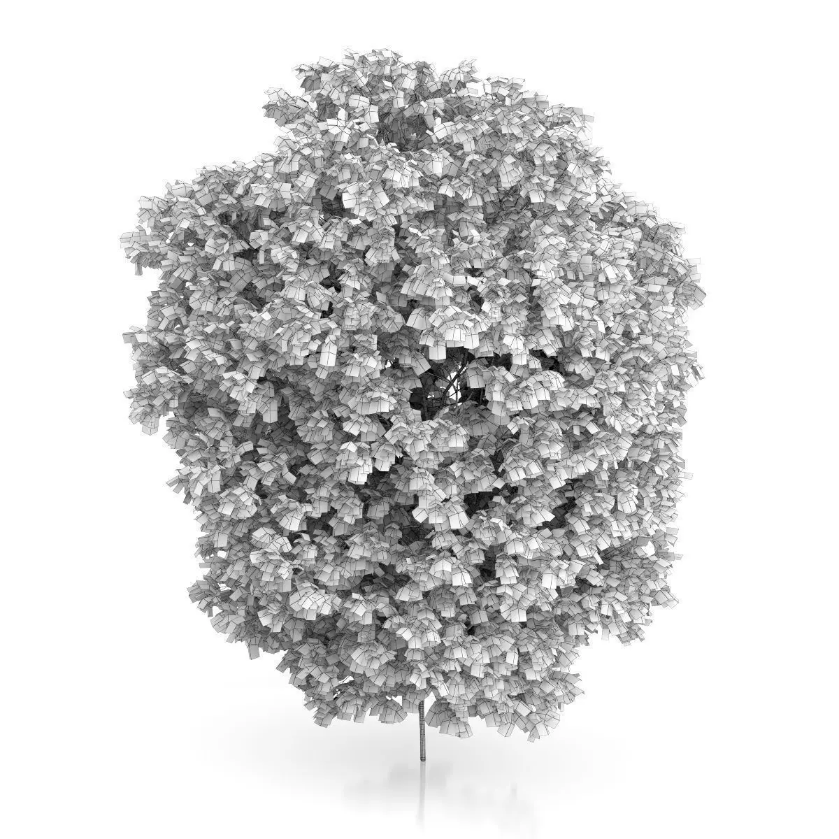 Hackberry Tree Prunus padus 3D model_1