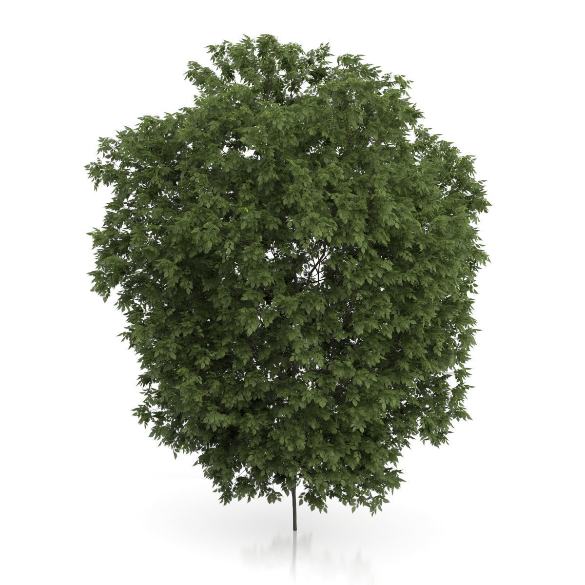 Hackberry Tree Prunus padus