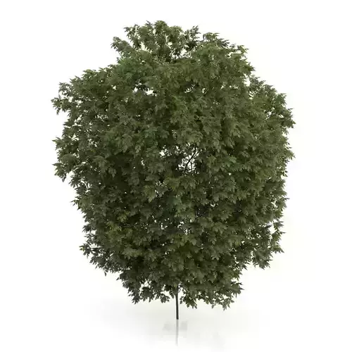 Hackberry Tree Prunus padus 3D model