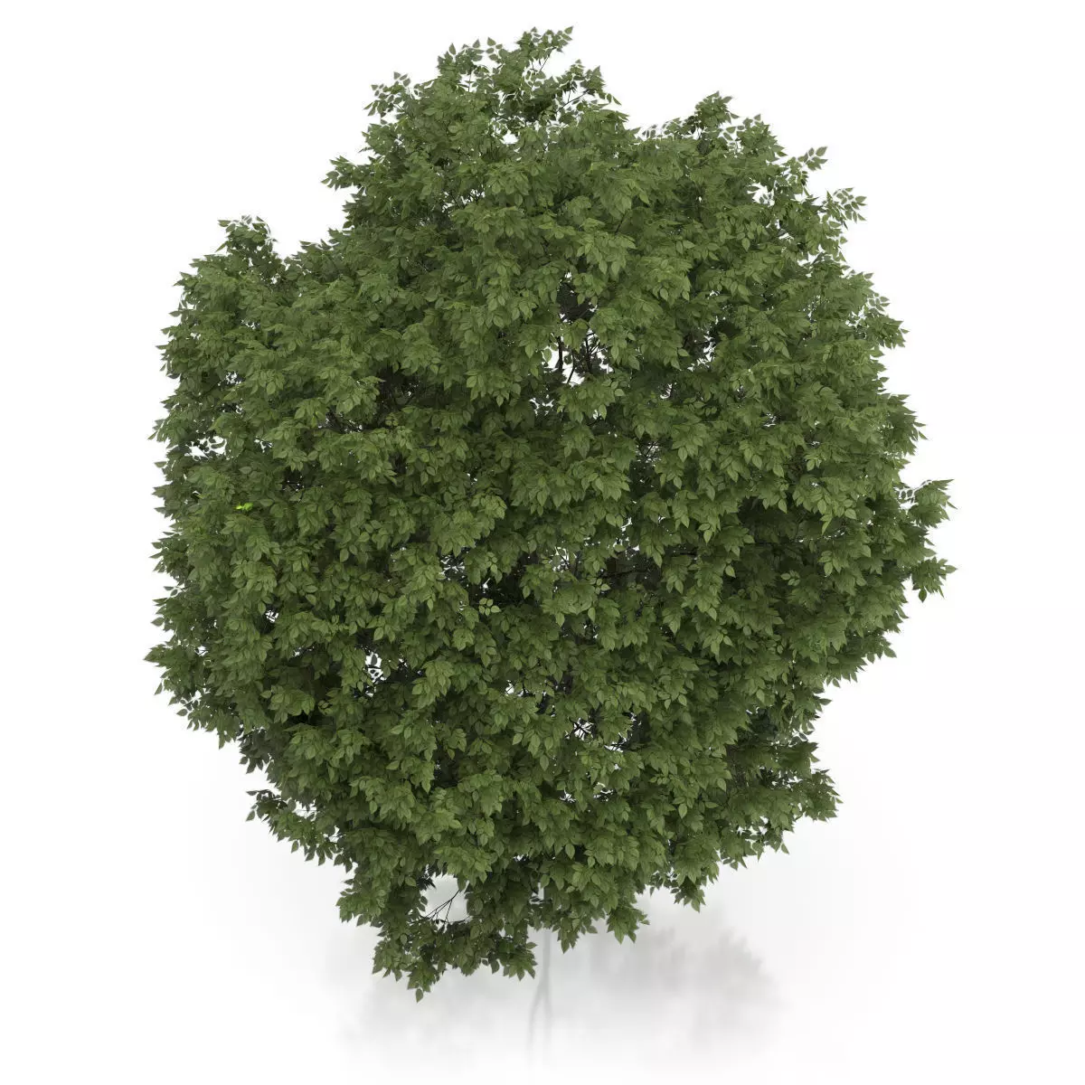 Hackberry Tree Prunus padus 3D model_4
