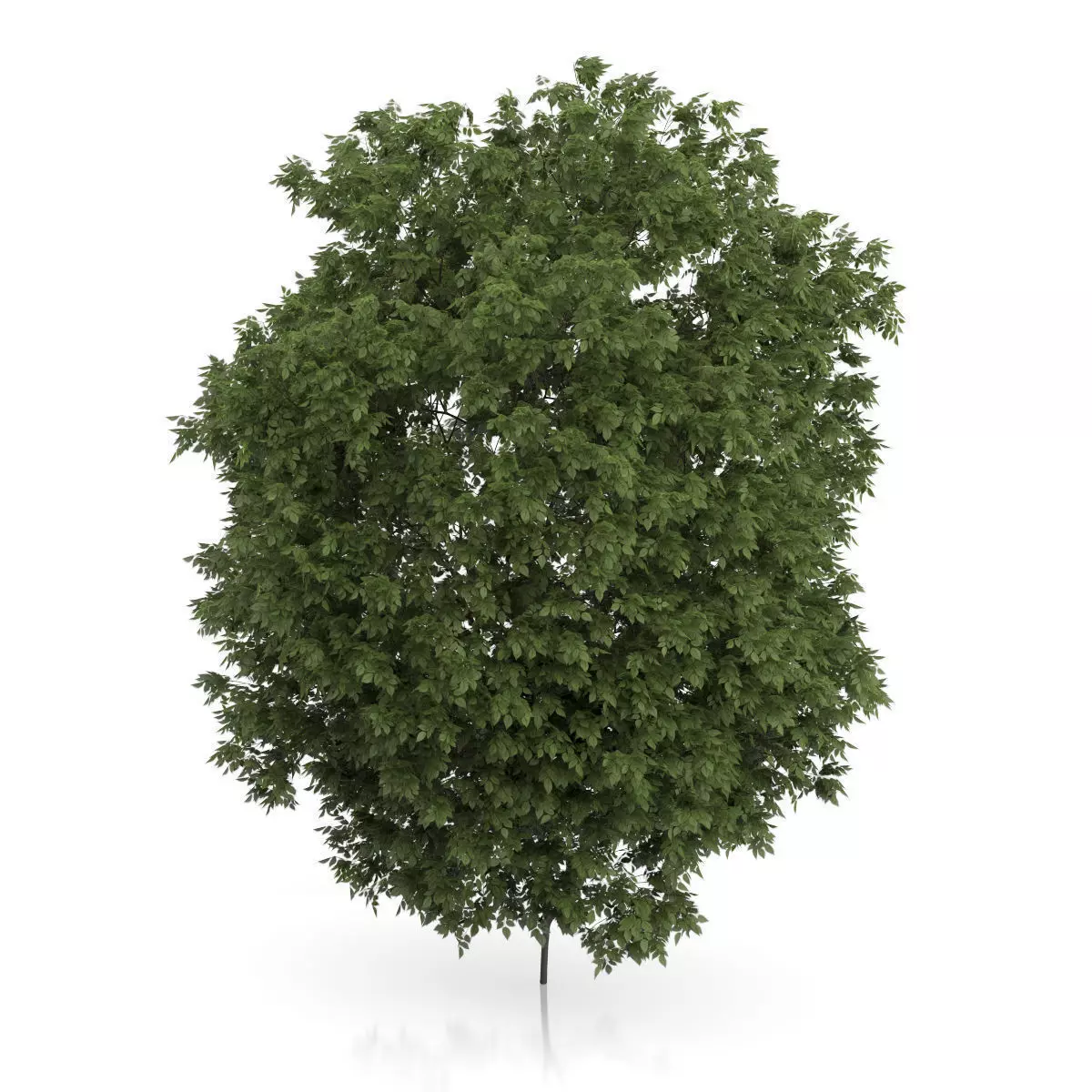 Hackberry Tree Prunus padus 3D model_2