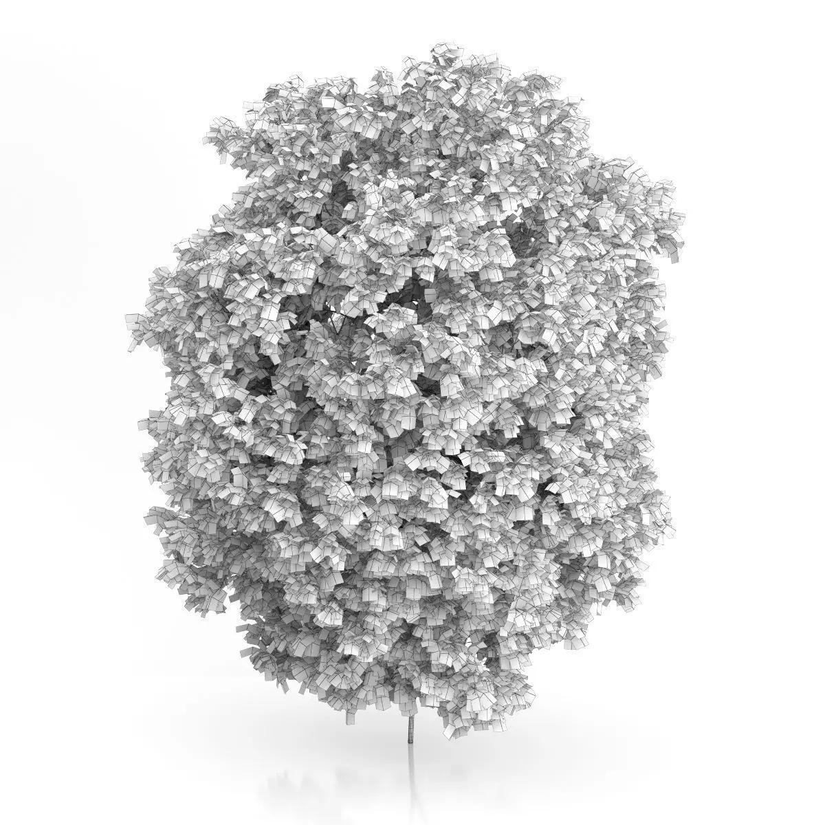 Hackberry Tree Prunus padus 3D model_3