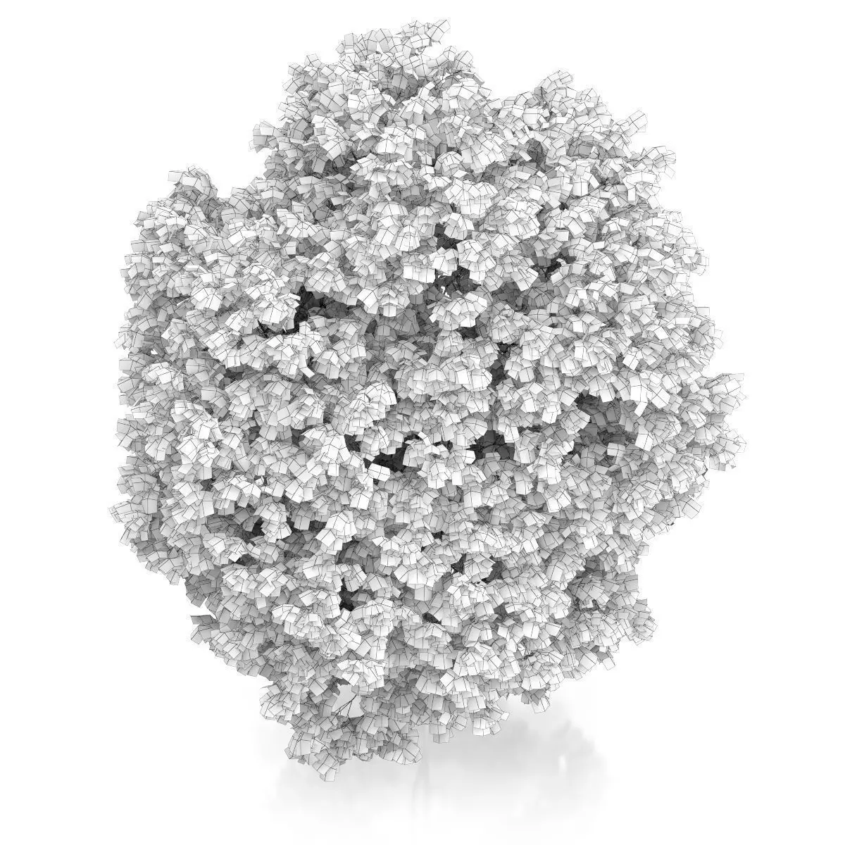 Hackberry Tree Prunus padus 3D model_5