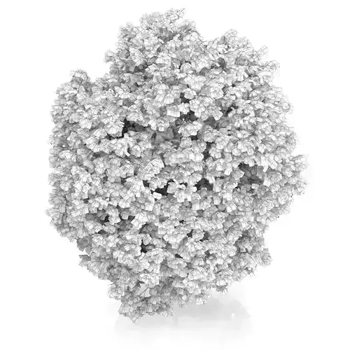 Hackberry Tree Prunus padus