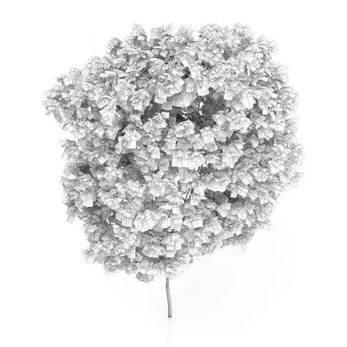 Elderberry Tree Sambucus nigra