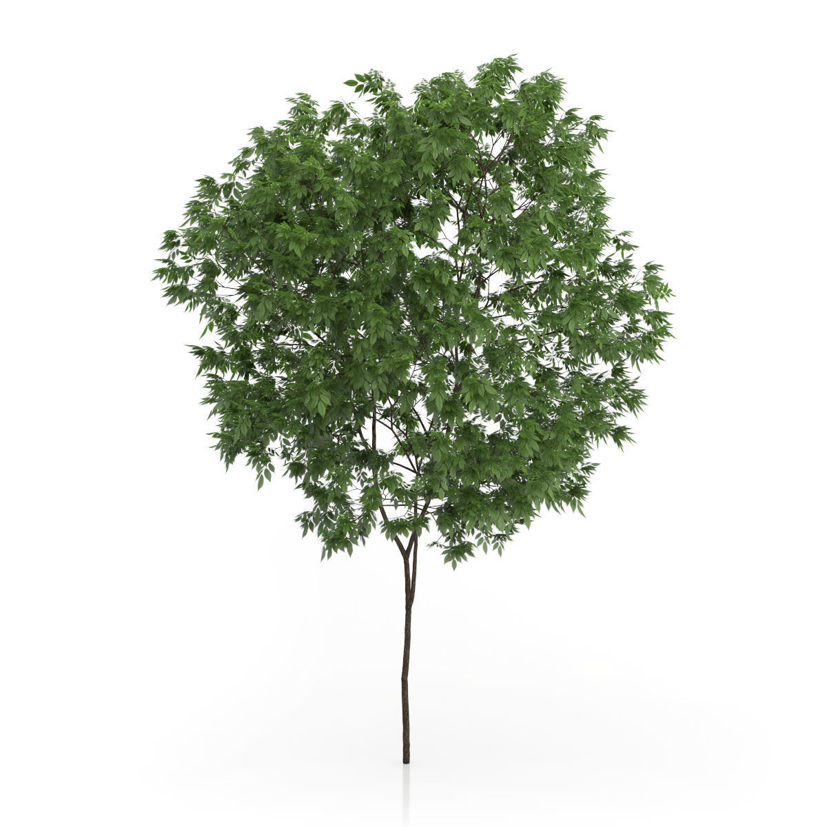 Elderberry Tree Sambucus nigra 3D model