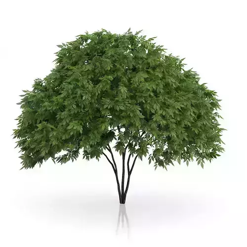 Elderberry Tree Sambucus nigra 3D model