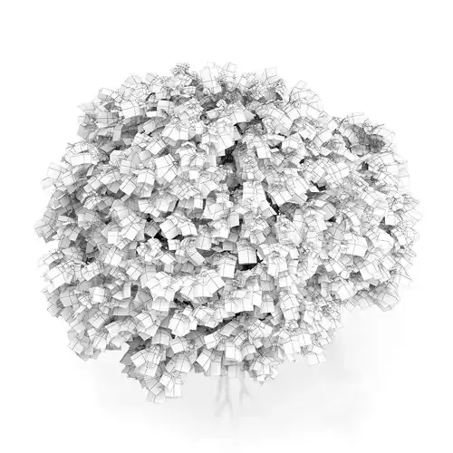 Elderberry Tree Sambucus nigra