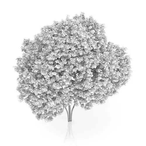 Elderberry Tree Sambucus nigra