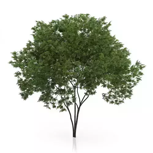 Elderberry Tree Sambucus nigra 3D model