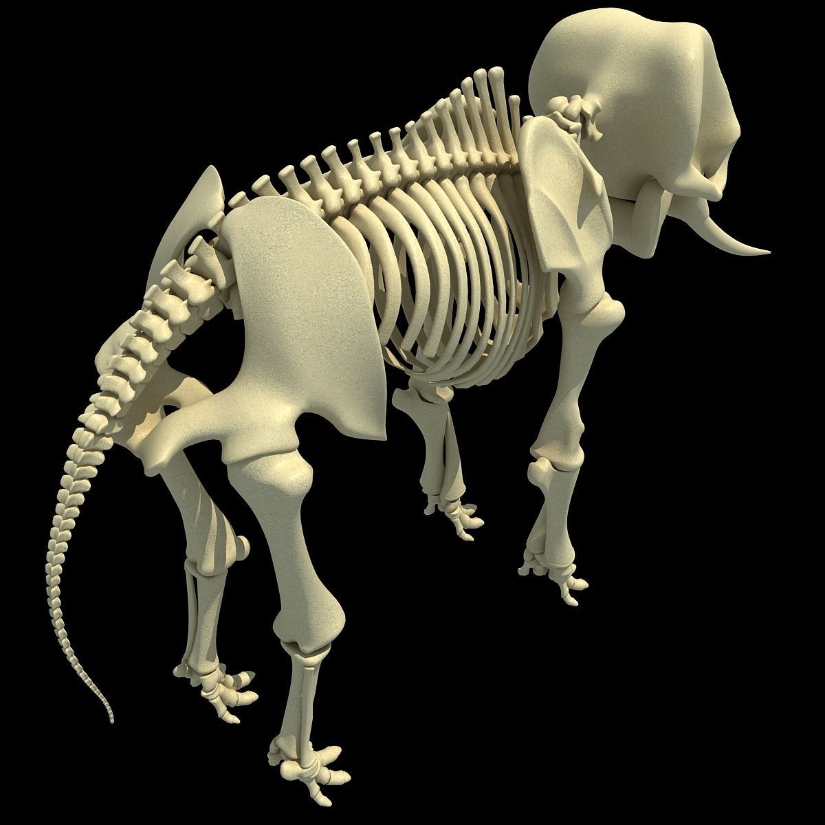 Savanna Animal Skeletons 3D model_33