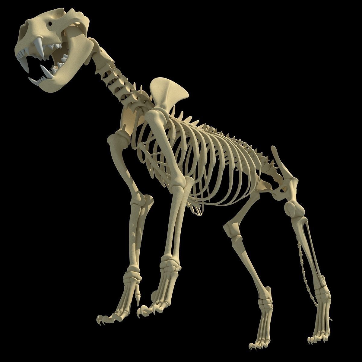Savanna Animal Skeletons 3D model_19
