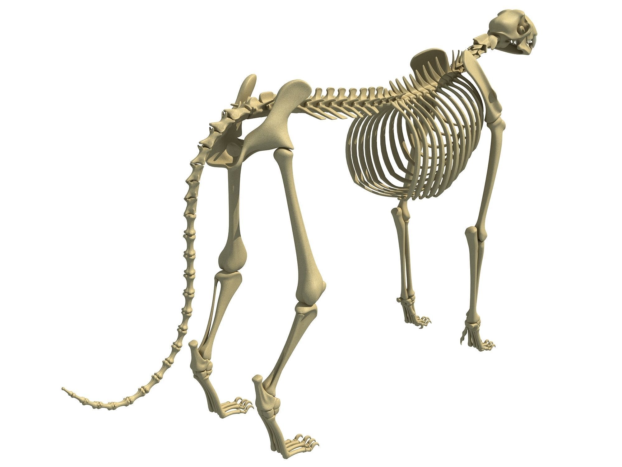 Savanna Animal Skeletons 3D model_4