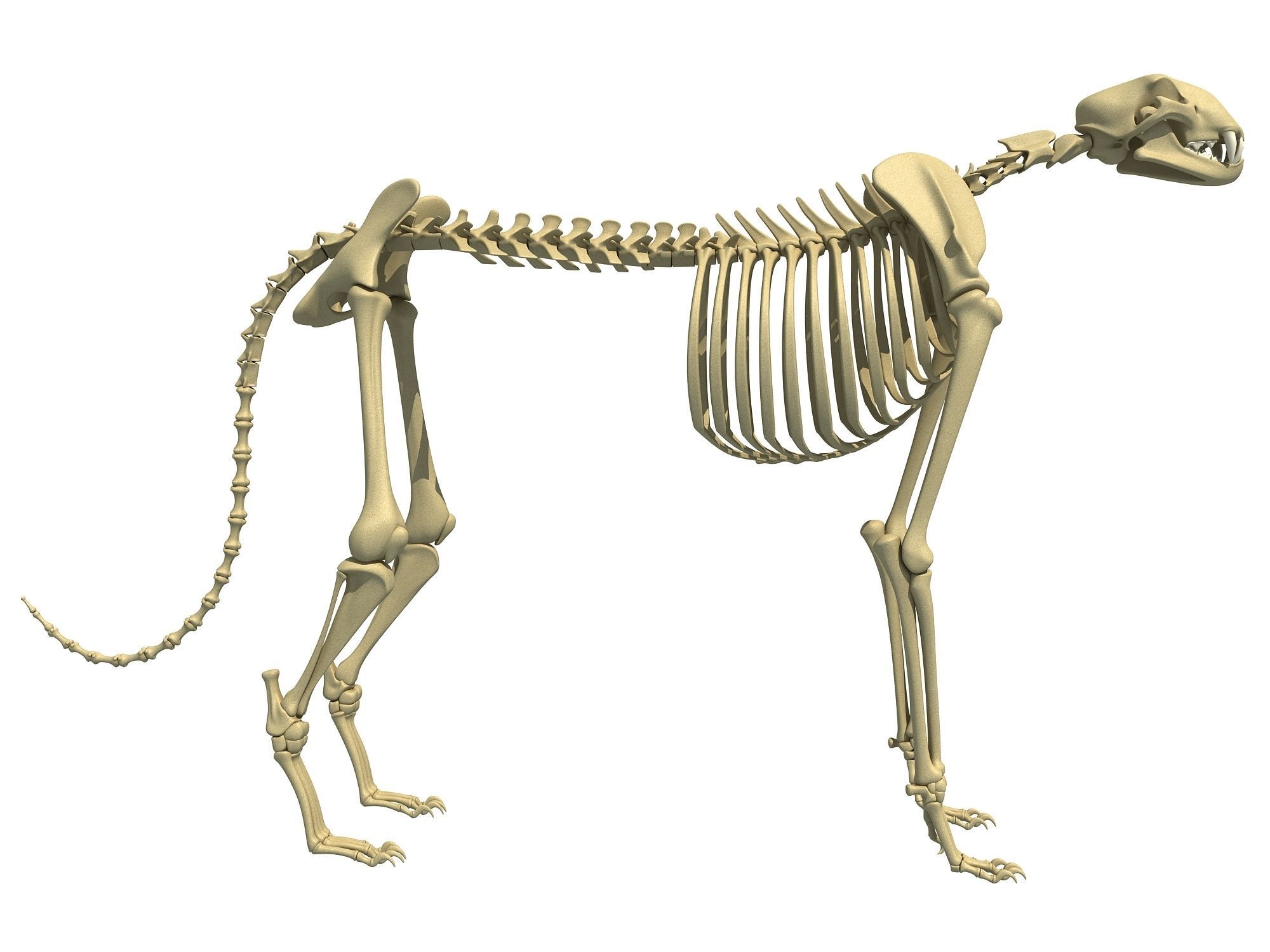 Savanna Animal Skeletons 3D model_3