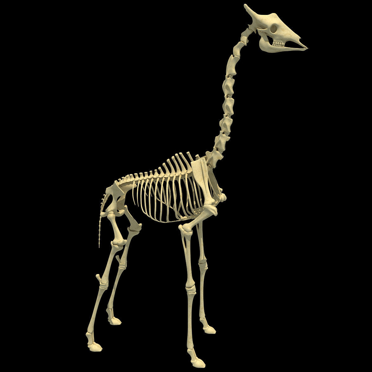 Savanna Animal Skeletons 3D model_25