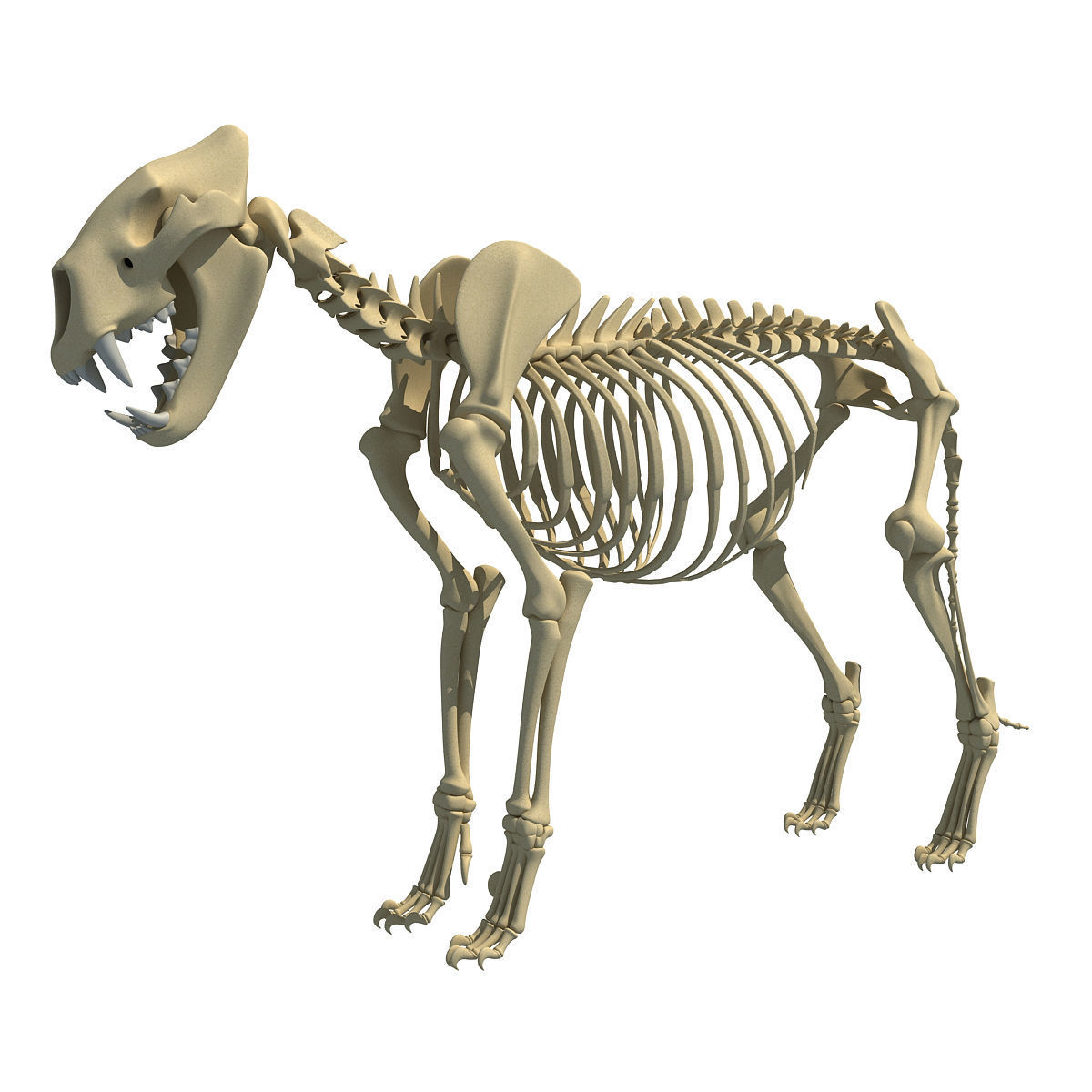 Savanna Animal Skeletons 3D model_14