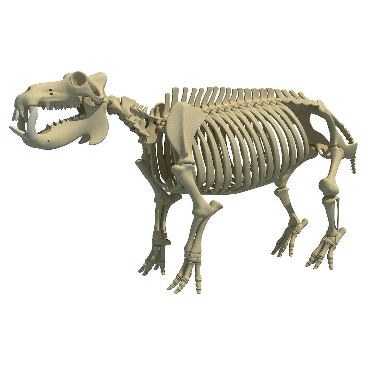 Savanna Animal Skeletons 3D model_7