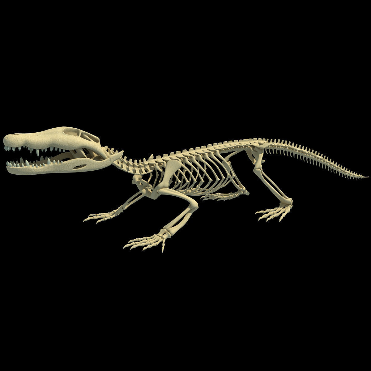Savanna Animal Skeletons 3D model_36