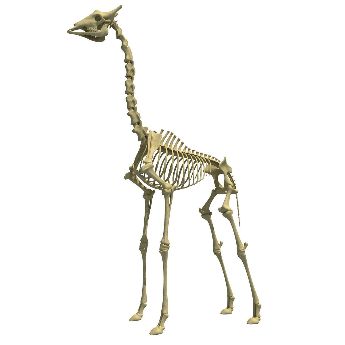 Savanna Animal Skeletons 3D model_21
