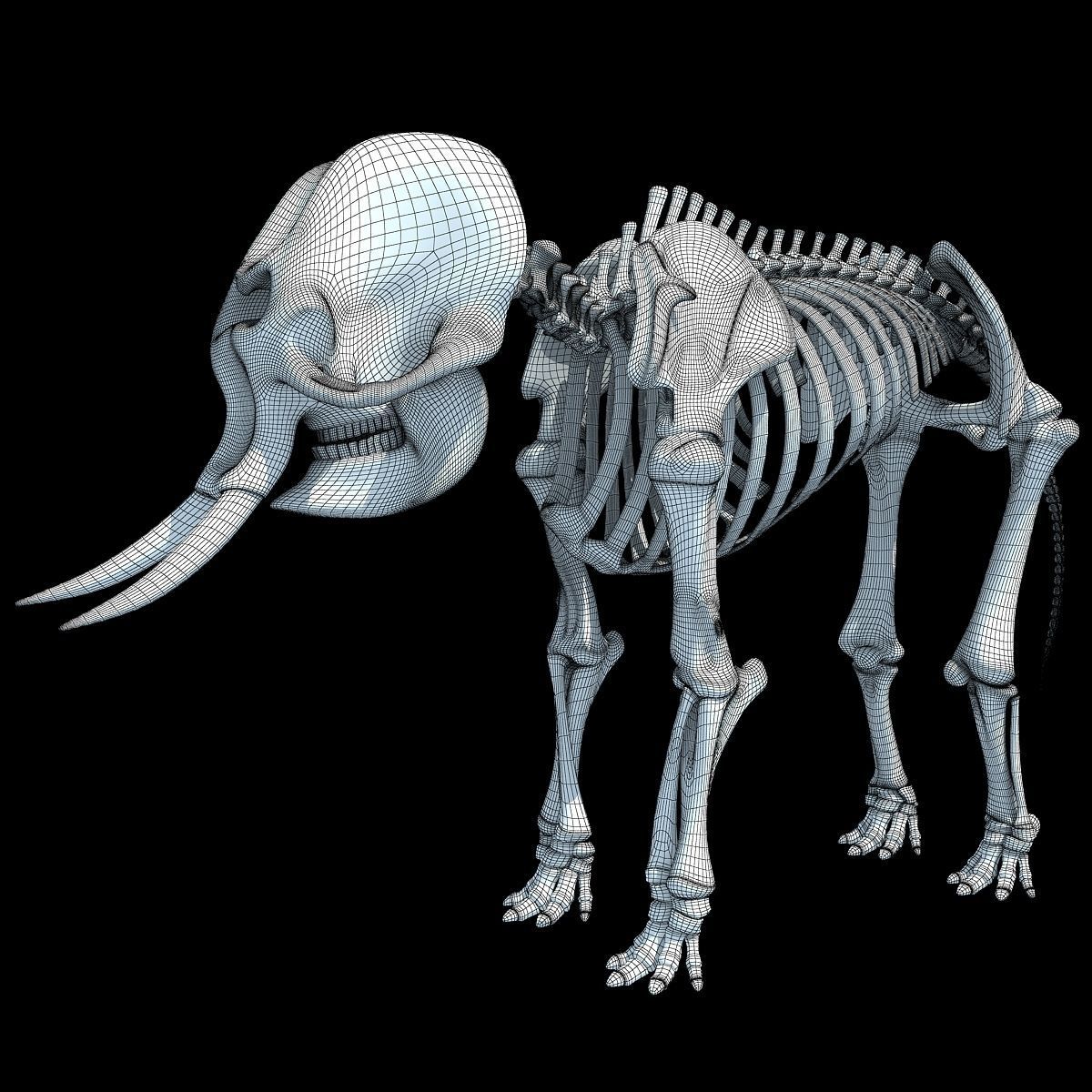 Savanna Animal Skeletons 3D model_34