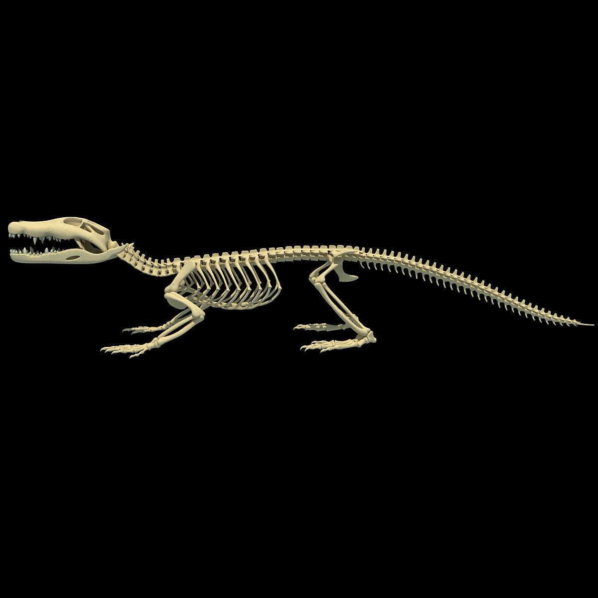 Savanna Animal Skeletons 3D model_38