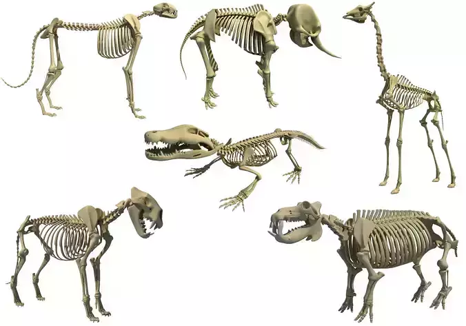 Savanna Animal Skeletons 3D model