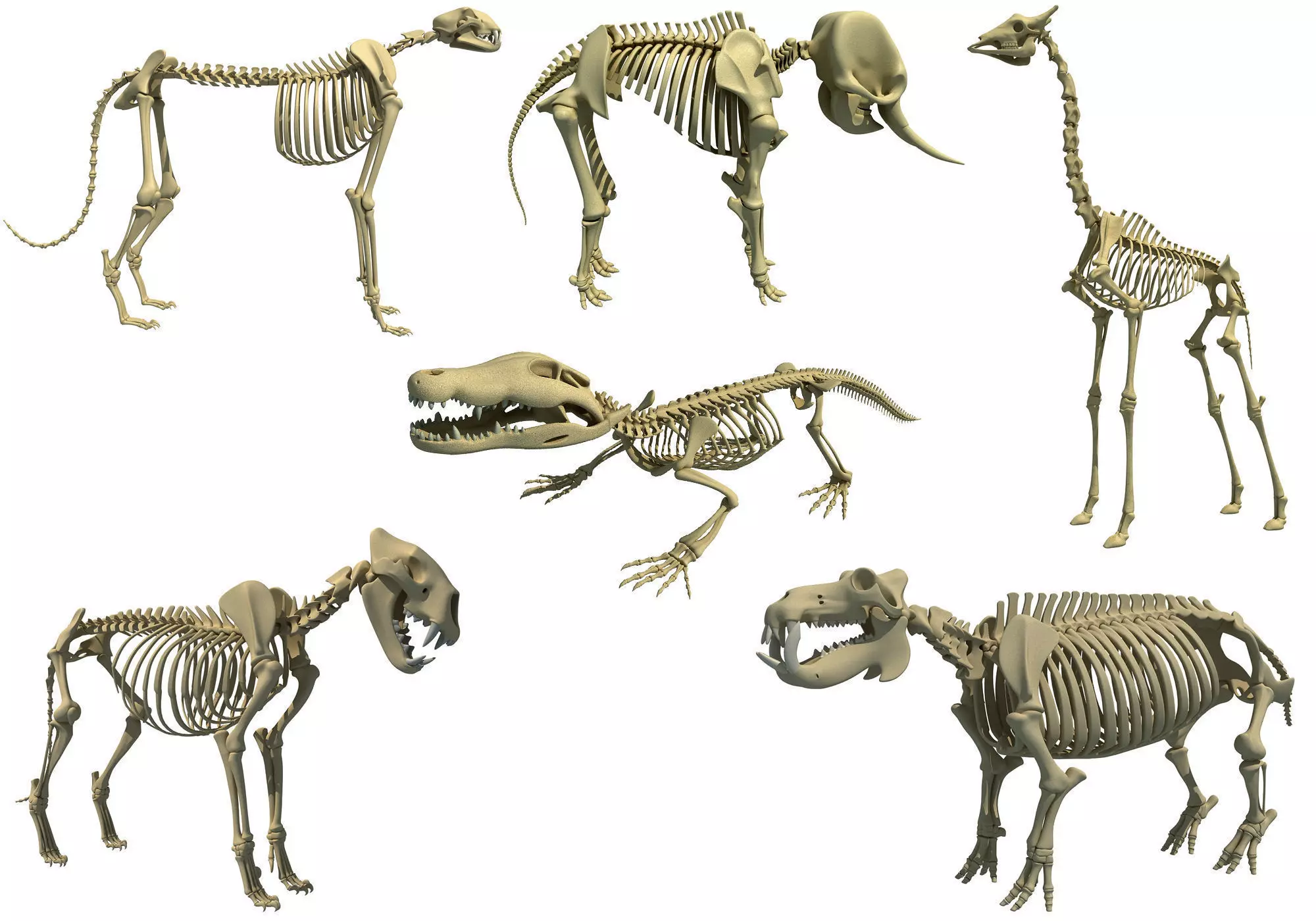 Savanna Animal Skeletons 3D model_0