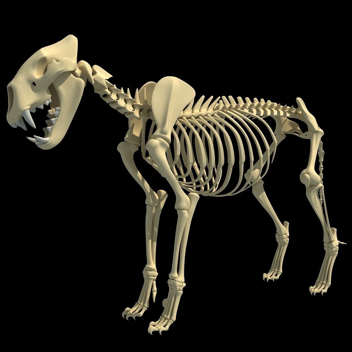 Savanna Animal Skeletons 3D model_15