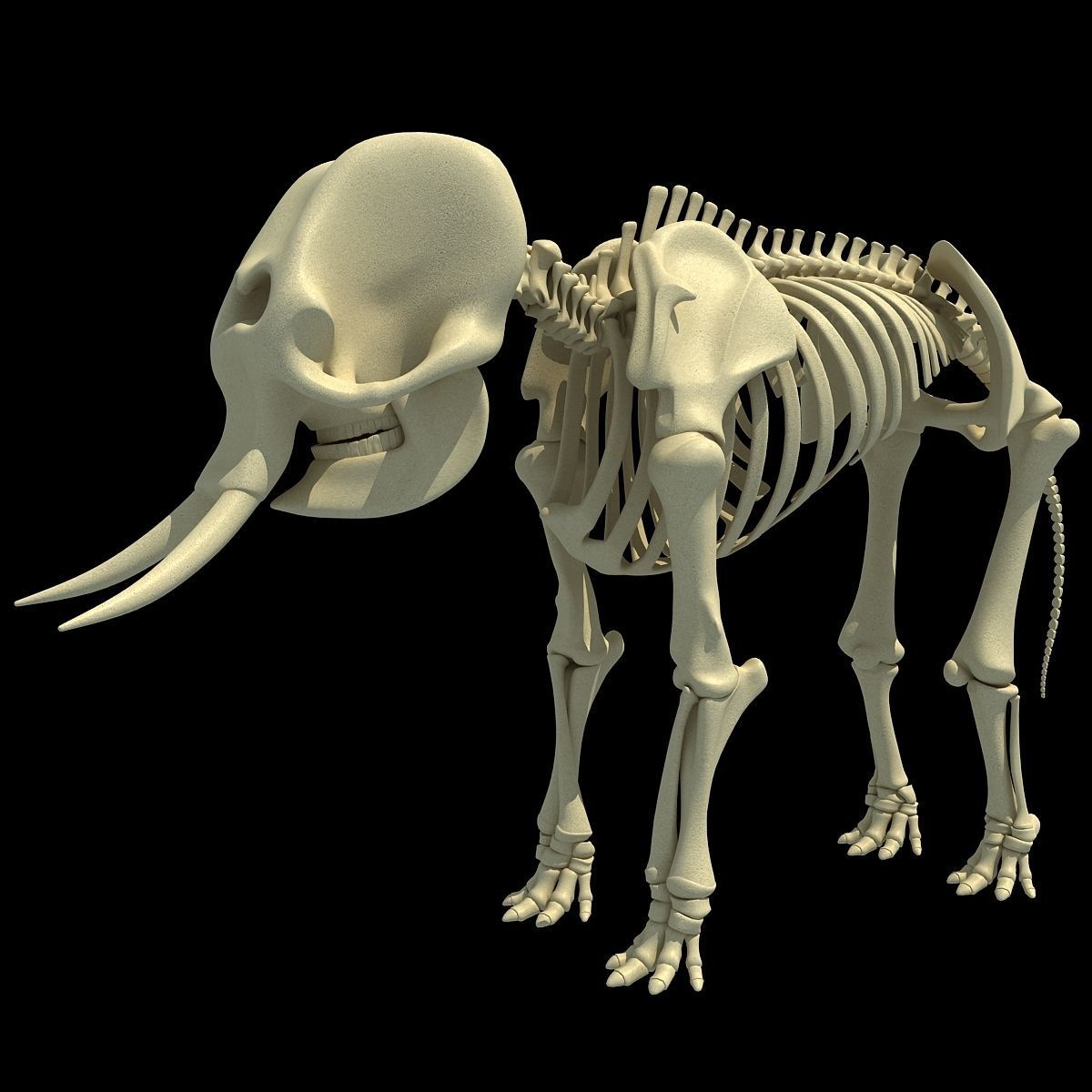 Savanna Animal Skeletons 3D model_32