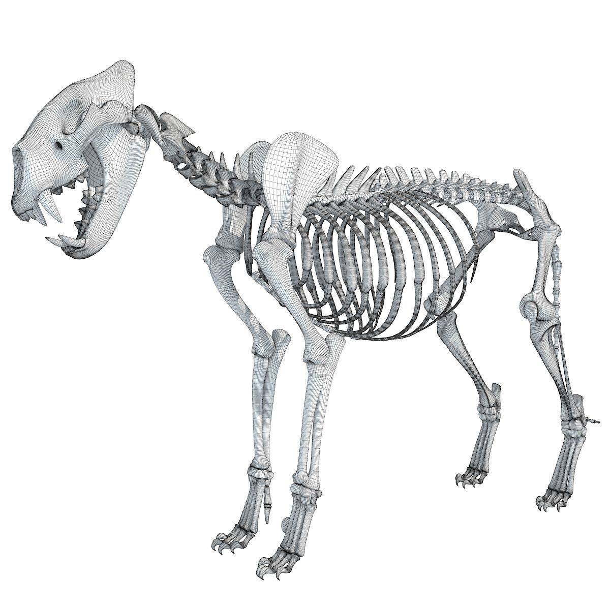 Savanna Animal Skeletons 3D model_20