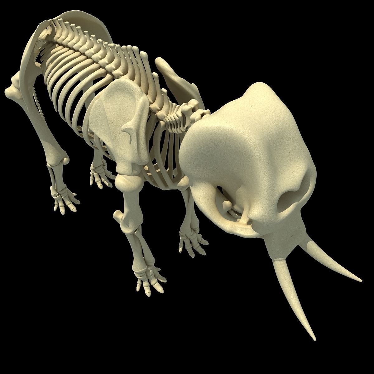 Savanna Animal Skeletons 3D model_31