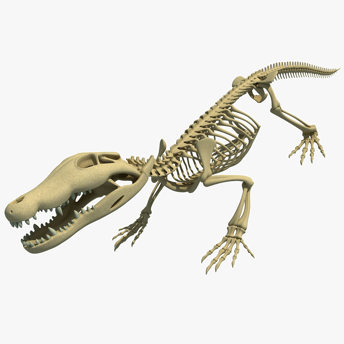 Savanna Animal Skeletons 3D model_35