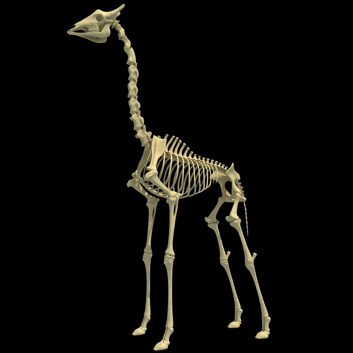 Savanna Animal Skeletons 3D model_23