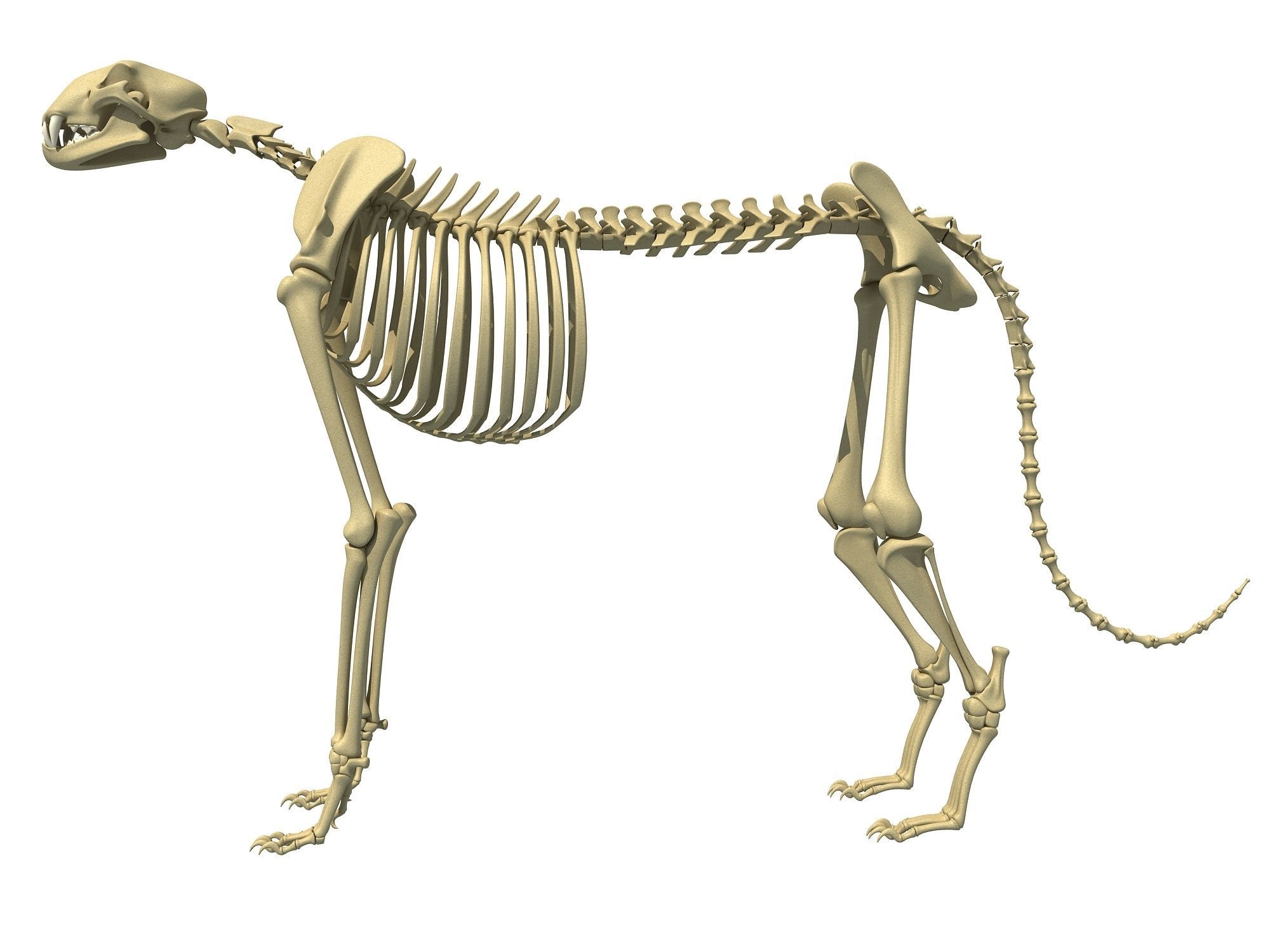 Savanna Animal Skeletons 3D model_5