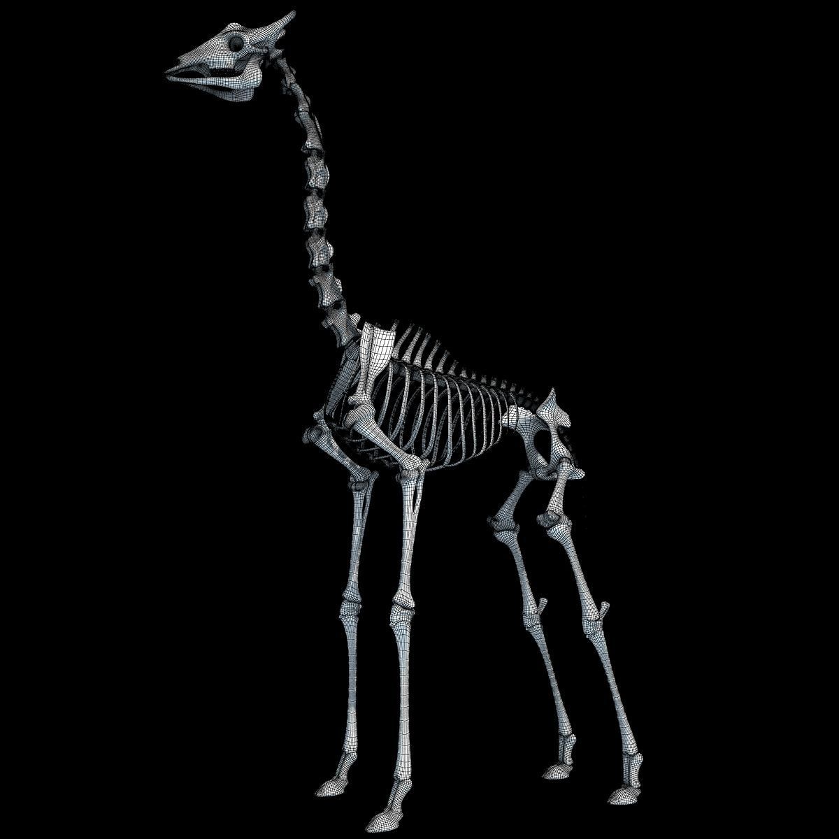 Savanna Animal Skeletons 3D model_27