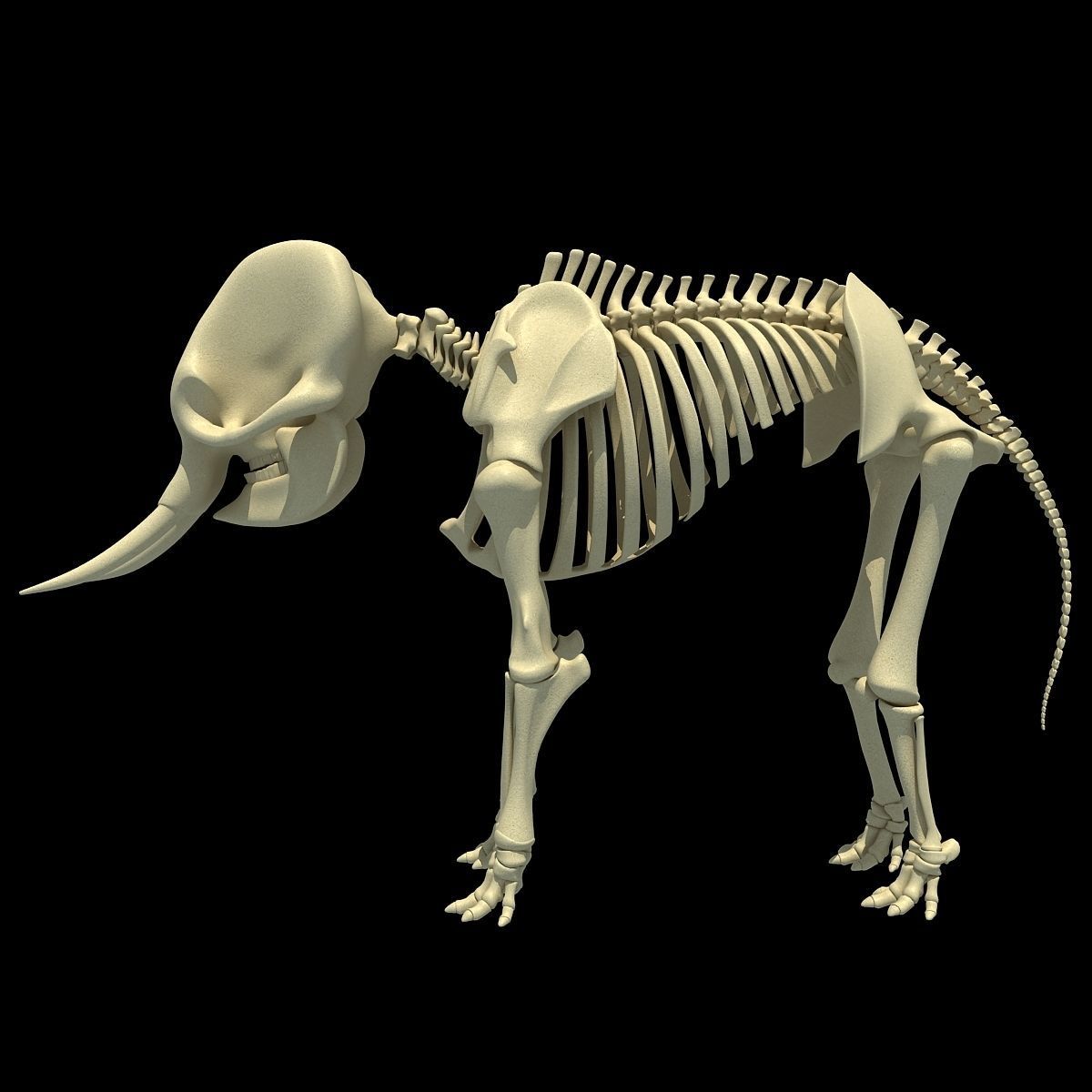 Savanna Animal Skeletons 3D model_29