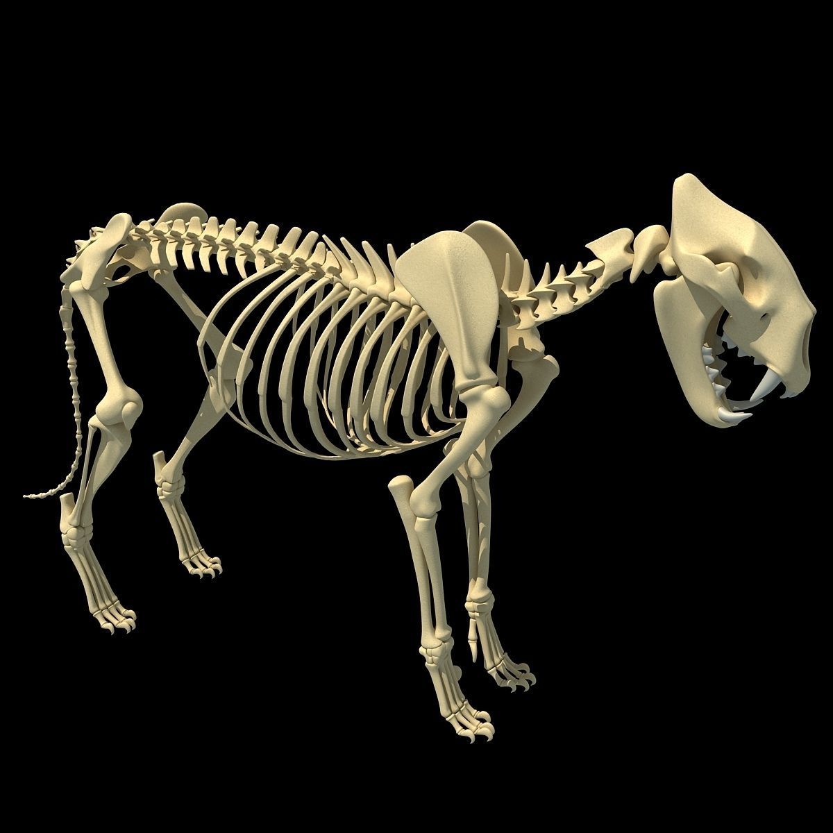 Savanna Animal Skeletons 3D model_18