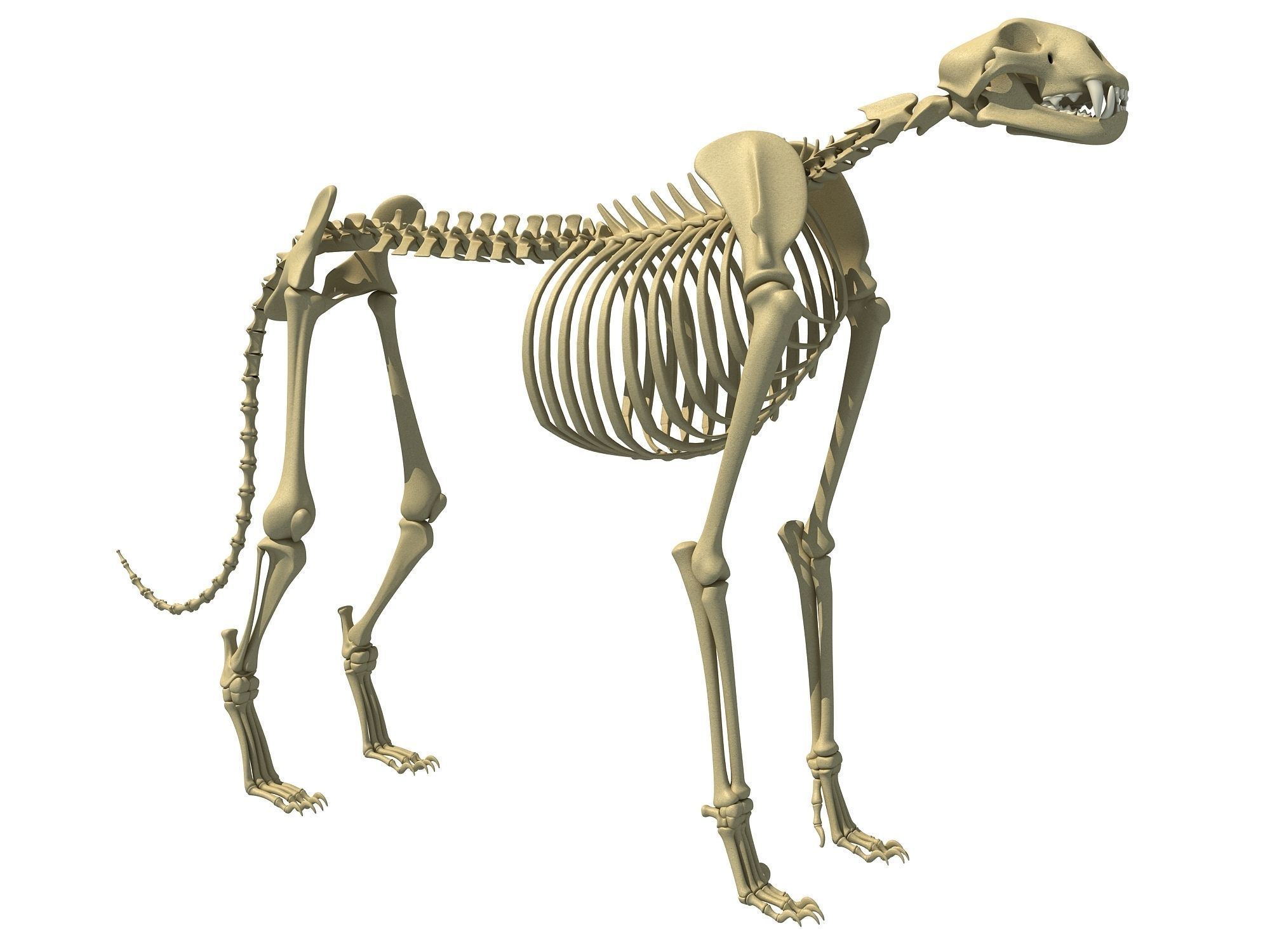 Savanna Animal Skeletons 3D model_2