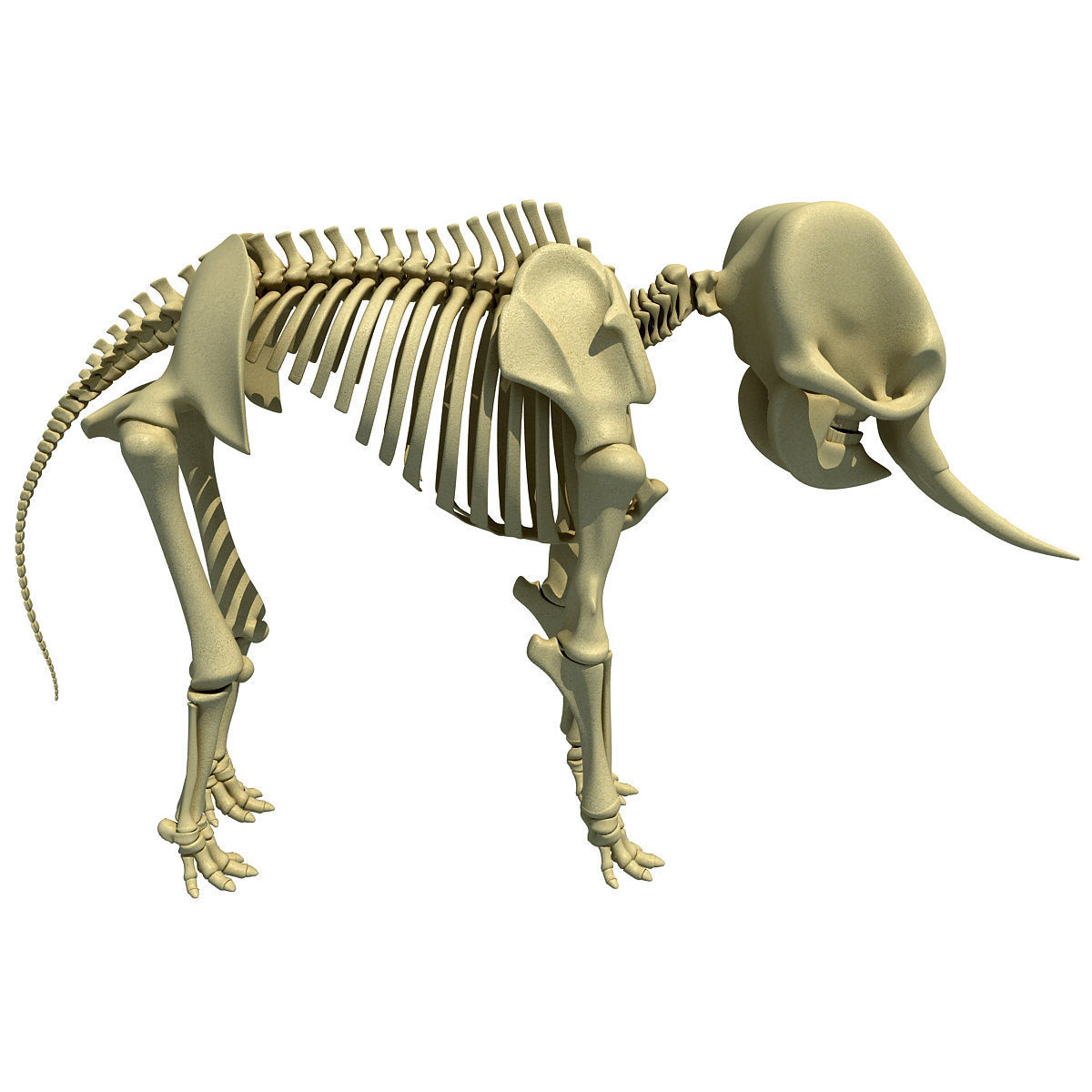 Savanna Animal Skeletons 3D model_28